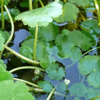 Floating Pennywort